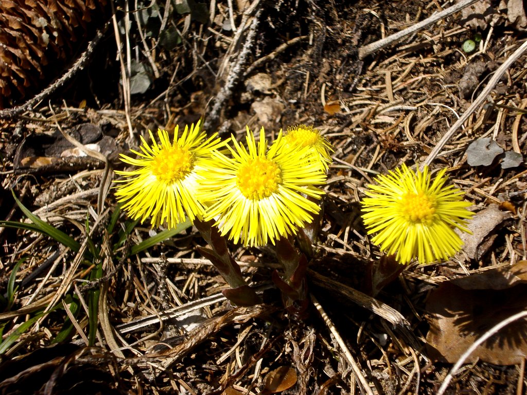 23 Wieder einige Fruehlingsboten.JPG